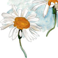 dessin de marguerites